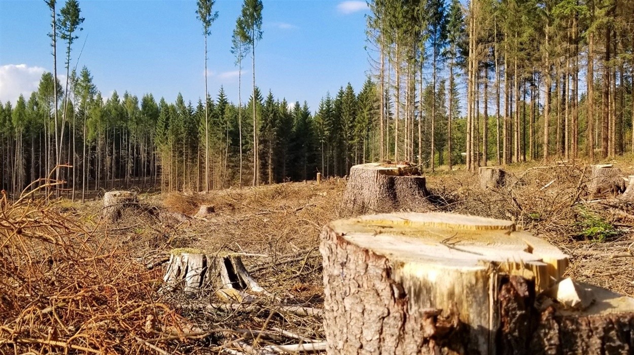 У скандально відомому лісі на Рівненщині виявили збитків у понад мільярд гривень 0000