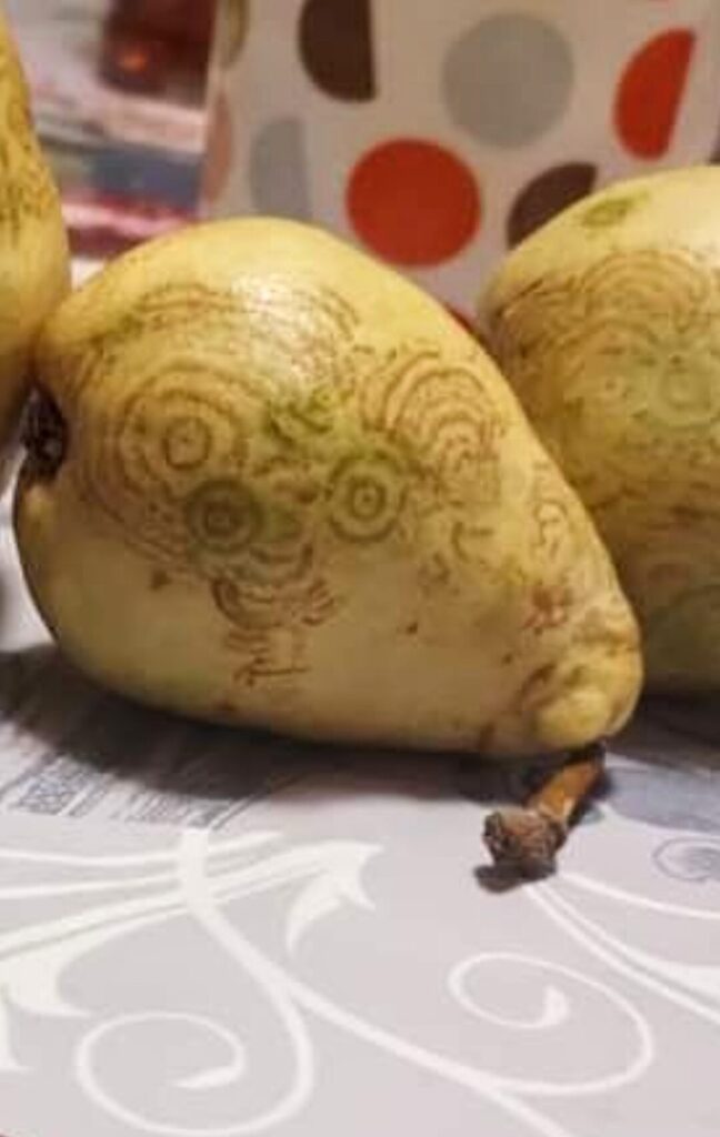 1 Загадкові послання на грушах: подружжя пенсіонерів знаходить у садку дивні письмена (ФОТО)