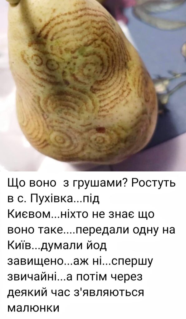 1 Загадкові послання на грушах: подружжя пенсіонерів знаходить у садку дивні письмена (ФОТО)