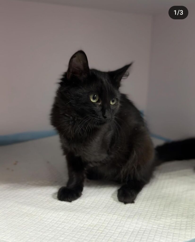 1 Зраджені котики у Рівному шукають дім