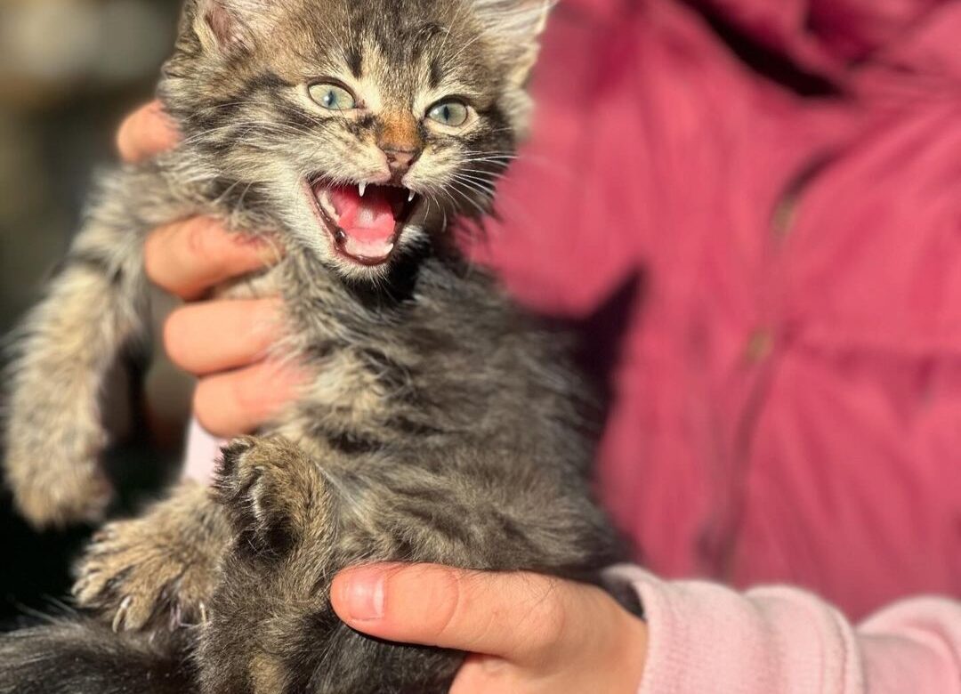 Зраджені котики у Рівному шукають дім