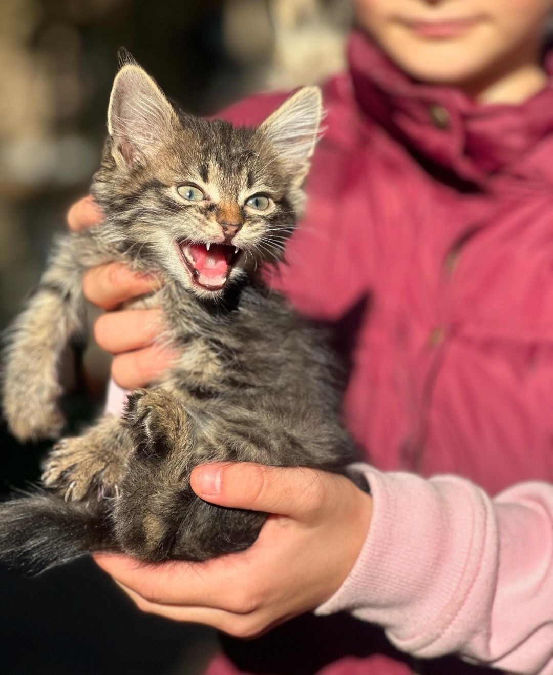 Зраджені котики у Рівному шукають дім 0000