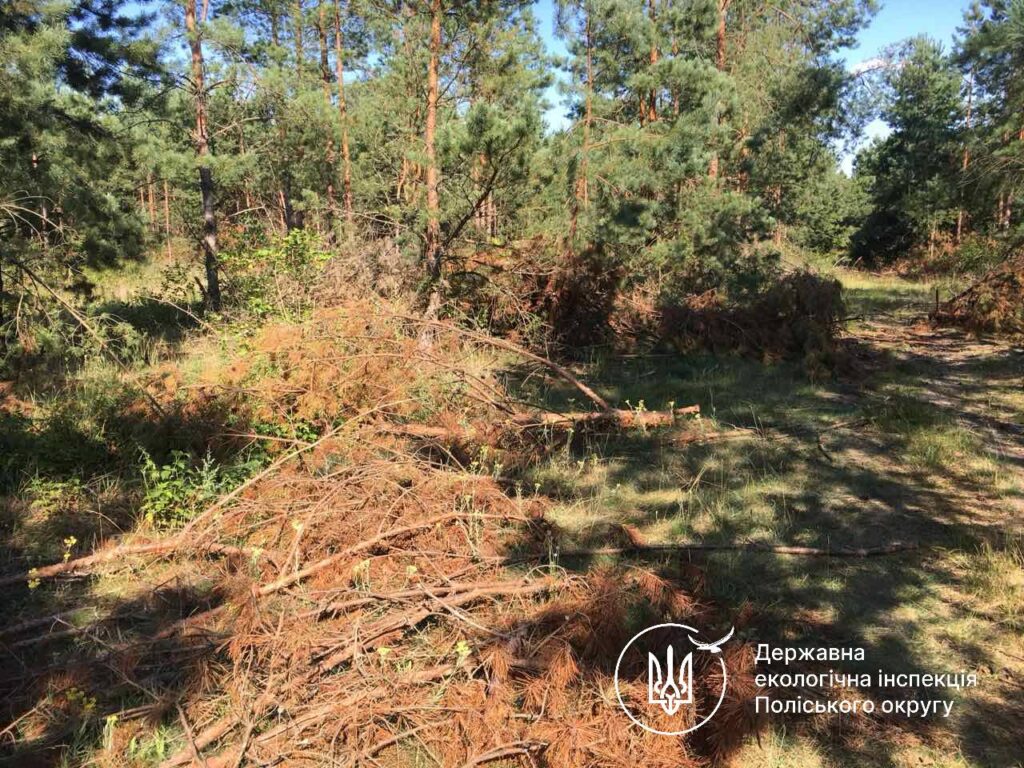 1 Міська рада на Рівненщині відшкодує 1,3 млн грн за незаконну вирубку дерев