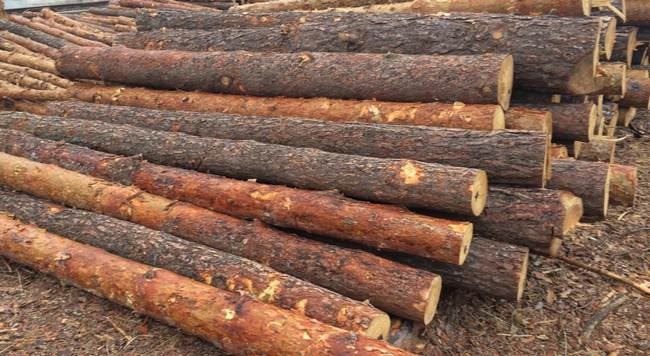 На Рівненщині судитимуть організовану групу «чорних» лісорубів 0000