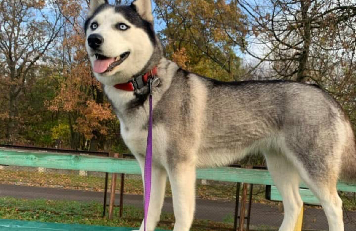 В Острозі шукають собаку секретаря міської ради