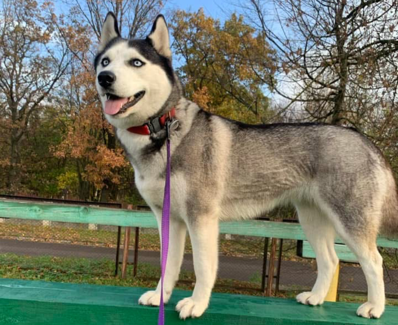 В Острозі шукають собаку секретаря міської ради 0000