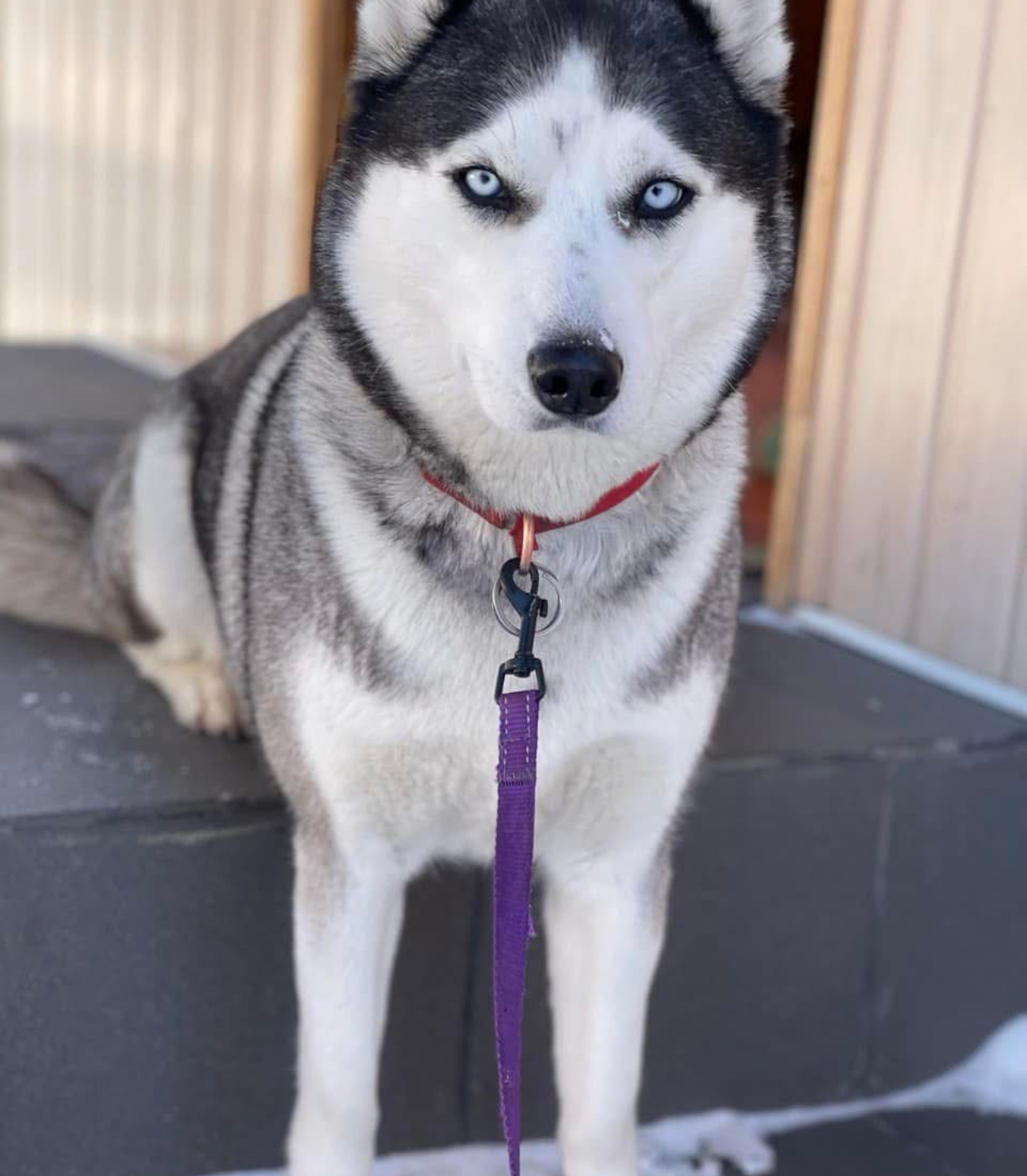 1 В Острозі шукають собаку секретаря міської ради