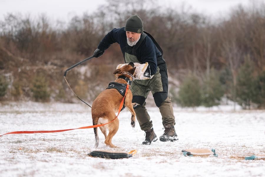Рівненські гвардійці розповіли, як тренують нових чотирилапих напарників (ФОТО)