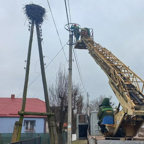 1 Лелеки мають нові гнізда: енергетики Рівненщини подбали про безпеку