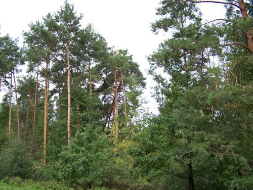 На Рівненщині відновили 60 гектарів лісу, що були пошкоджені під час бурштинової «лихоманки» (ВІДЕО)