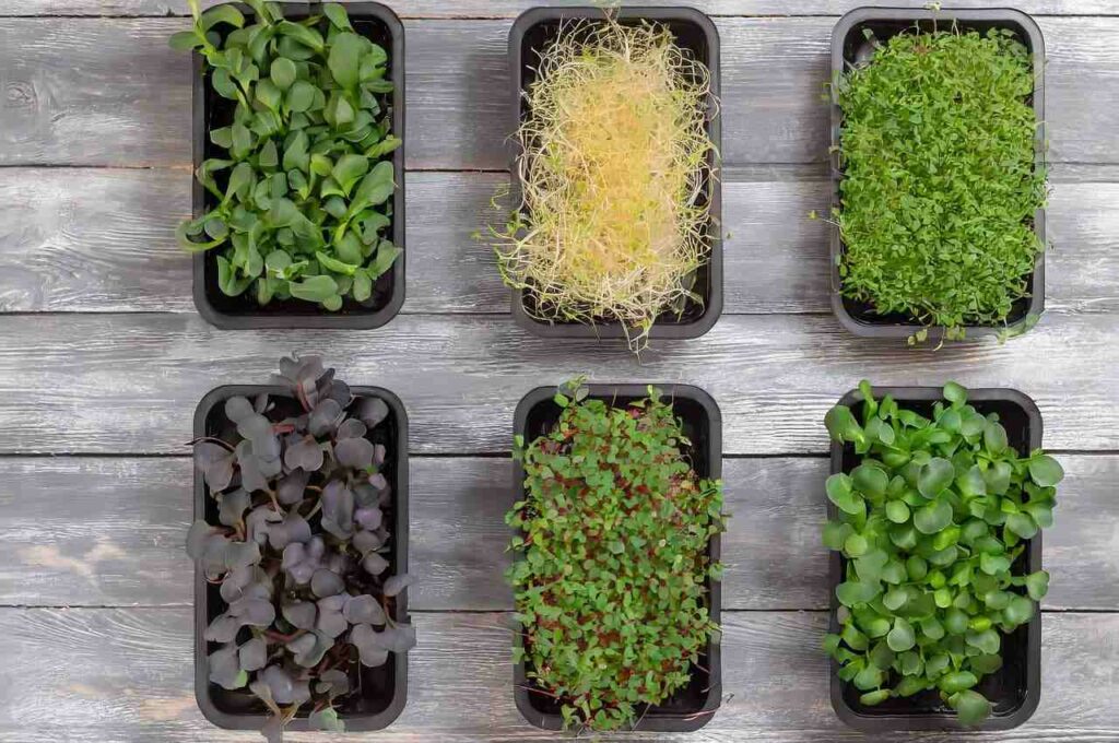 Корисний смаколик на підвіконні: як виростити мікрогрін в домашніх умовах 0000