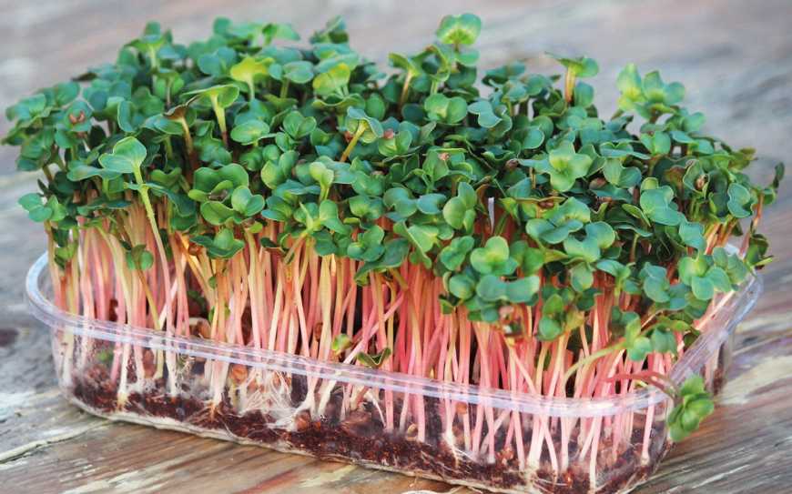 1 Корисний смаколик на підвіконні: як виростити мікрогрін в домашніх умовах