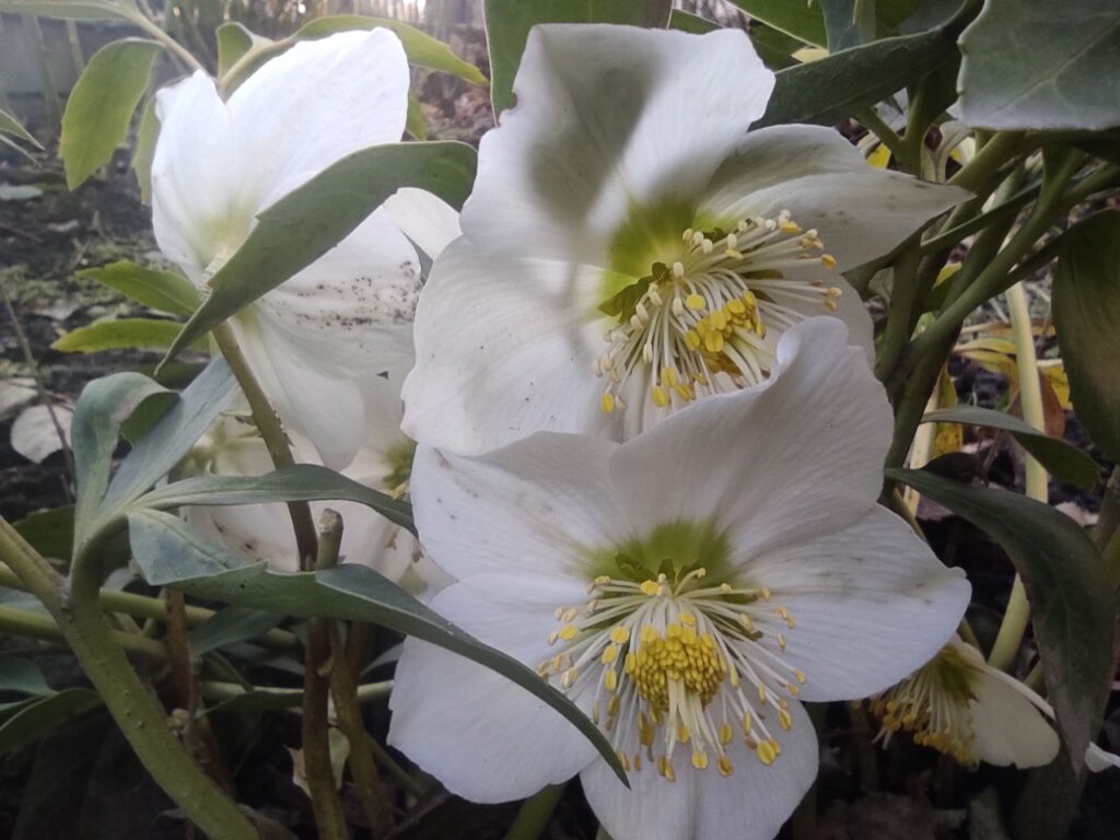 1 Через аномально теплу зиму у містечку на Рівненщині зацвіли квіти (ФОТОФАКТ)