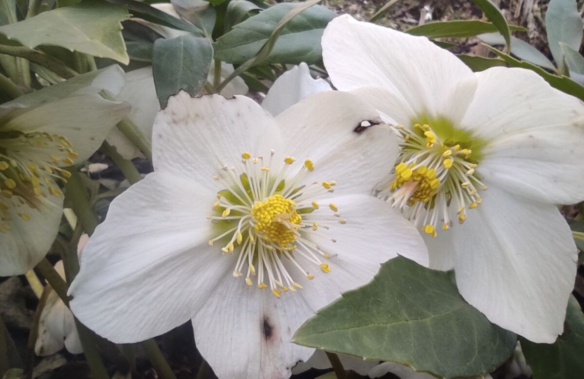 Через аномально теплу зиму у містечку на Рівненщині зацвіли квіти (ФОТОФАКТ)