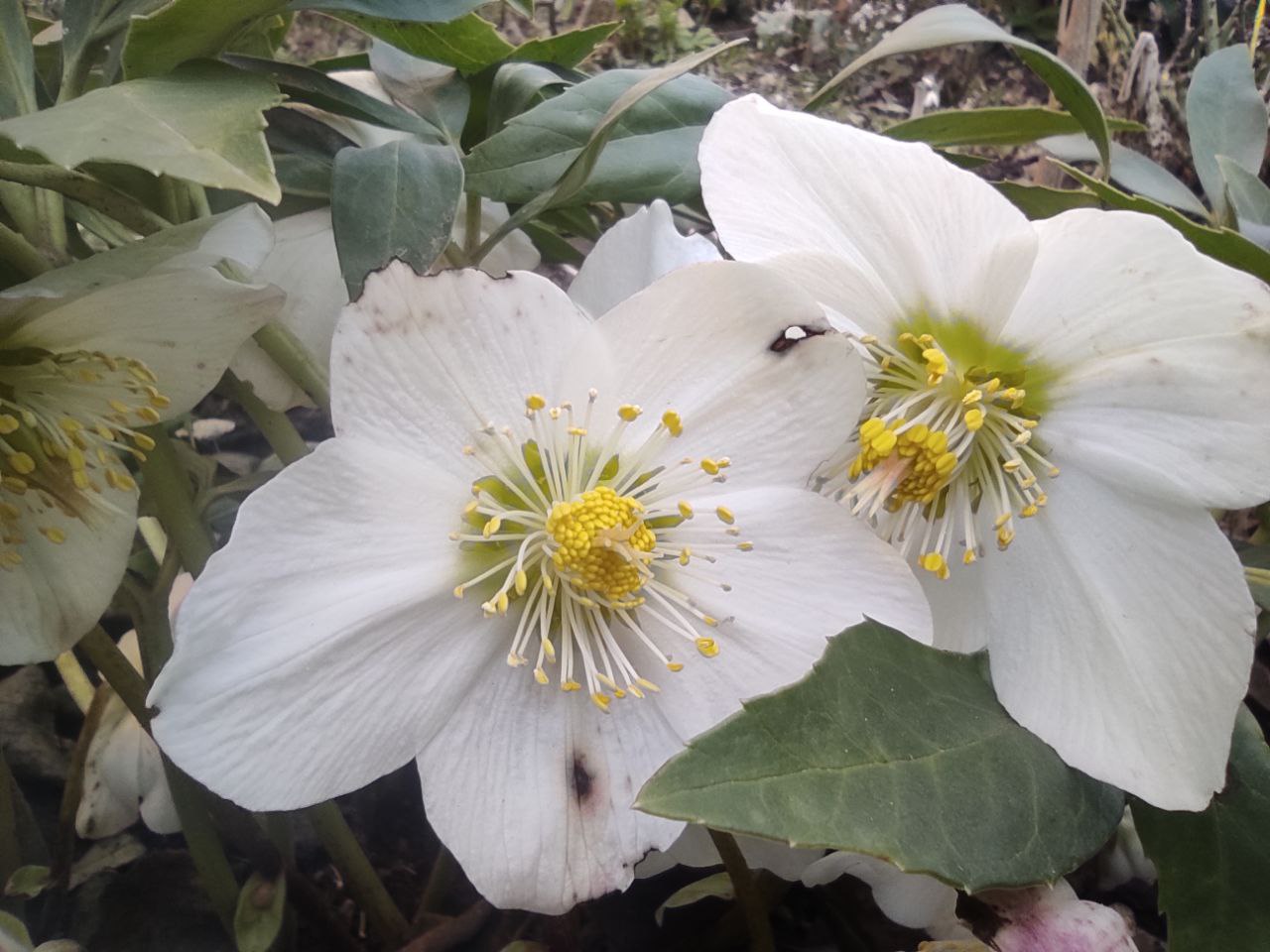 Через аномально теплу зиму у містечку на Рівненщині зацвіли квіти (ФОТОФАКТ) 0000