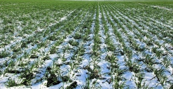 Чи загрожує тепла зима майбутньому врожаю: прогнози рівненських фермерів