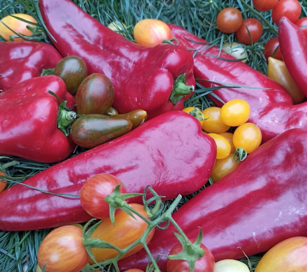 1 Овочева арифметика: коли висівати солодкий перець та томати на розсаду