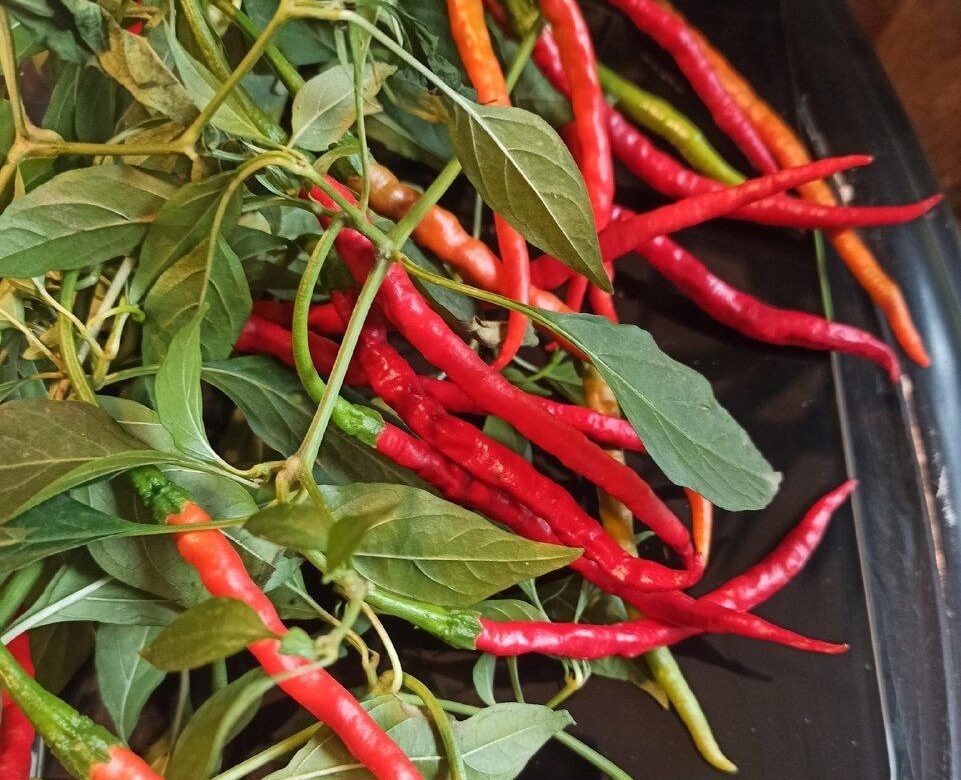 Овочева арифметика: коли висівати солодкий перець та томати на розсаду