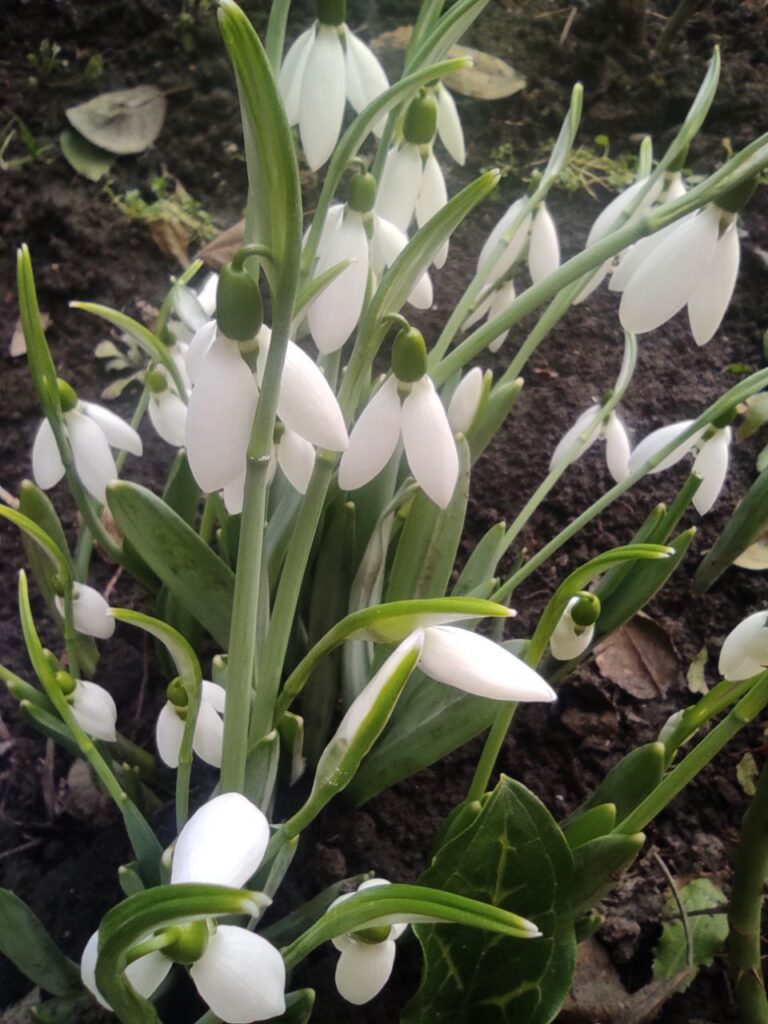 1 Через аномально теплу зиму у містечку на Рівненщині зацвіли квіти (ФОТОФАКТ)