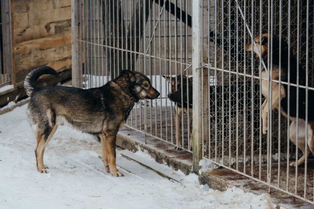 1 Легендарний пес з прифронтової території шукає добрих господарів на Рівненщині
