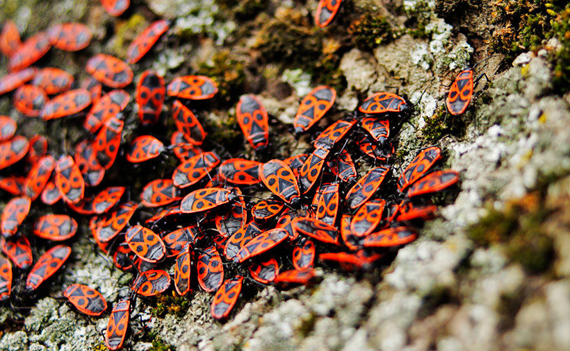 На Рівненщині прокидається природа: перші передвісники весни 0000