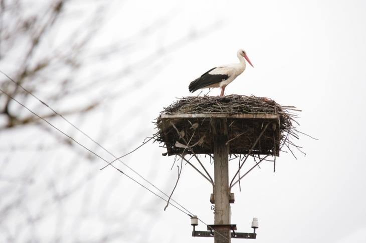 Енергетики Рівненщини облаштували нову лелечу домівку