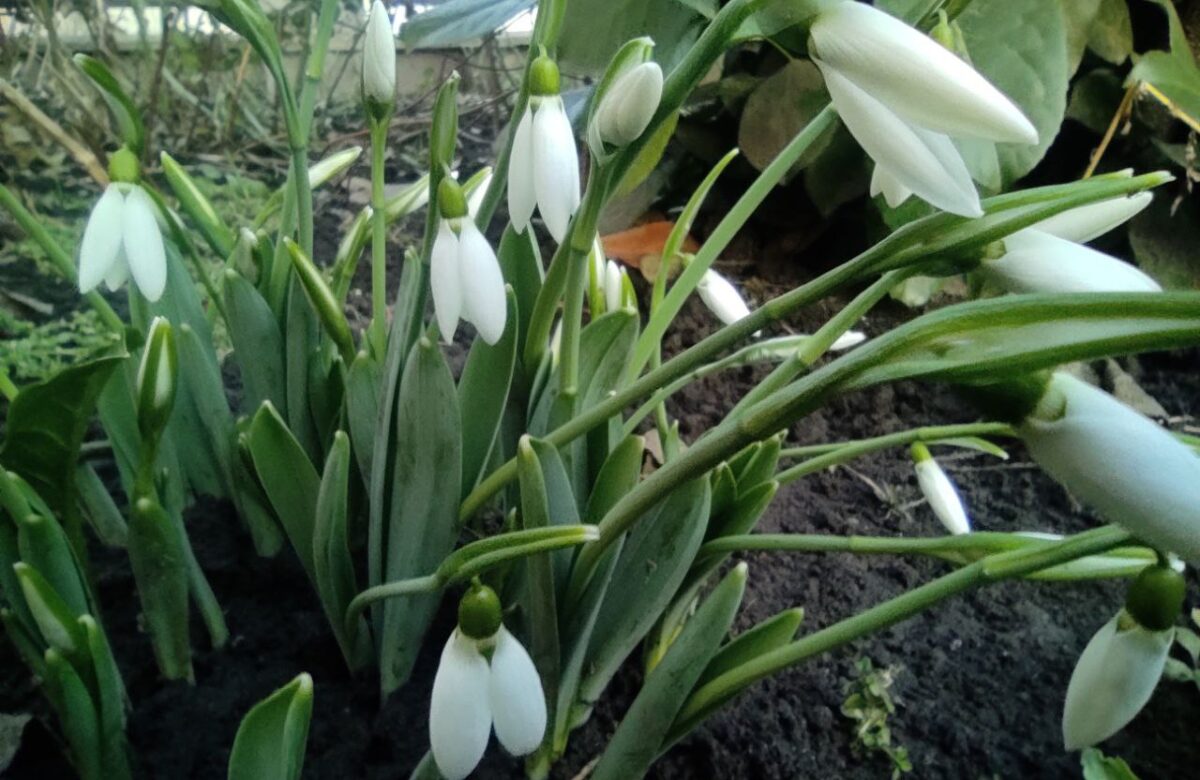 Які штрафи передбачені за збирання рідкісних ранніх квітів