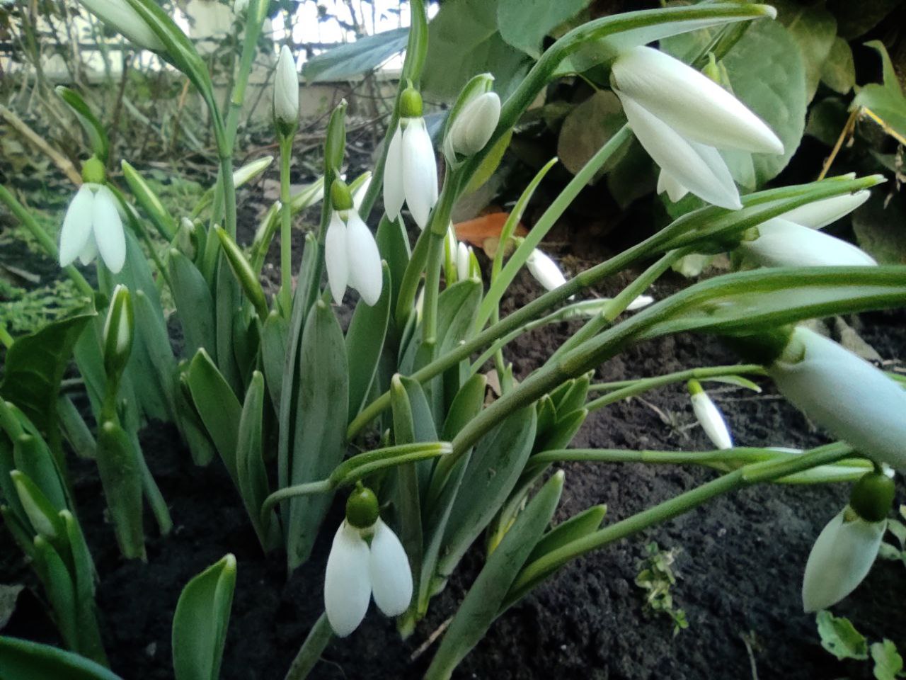 Які штрафи передбачені за збирання рідкісних ранніх квітів 0000