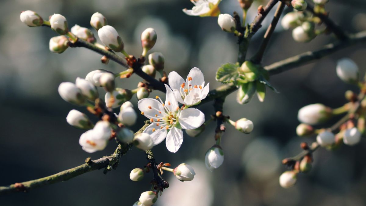Якою буде погода навесні: прогнози українських синоптиків 0000