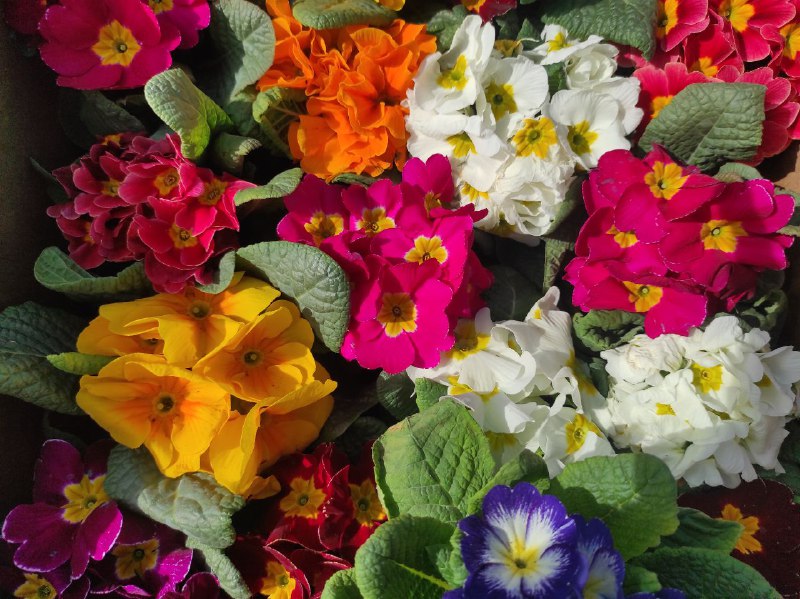 1 Скільки коштують весняні квіти на ринках Рівненщини напередодні 8 березня