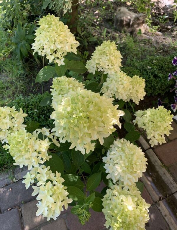 Як доглядати за волотистими гортензіями навесні: поради рівненської квітникарки