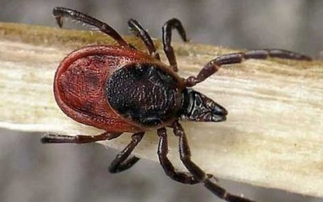 Активність іксодових кліщів на Рівненщині: як уникнути укусу та захистити себе