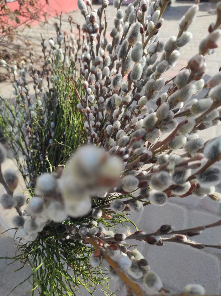 1 Скільки коштують весняні квіти на ринках Рівненщини напередодні 8 березня