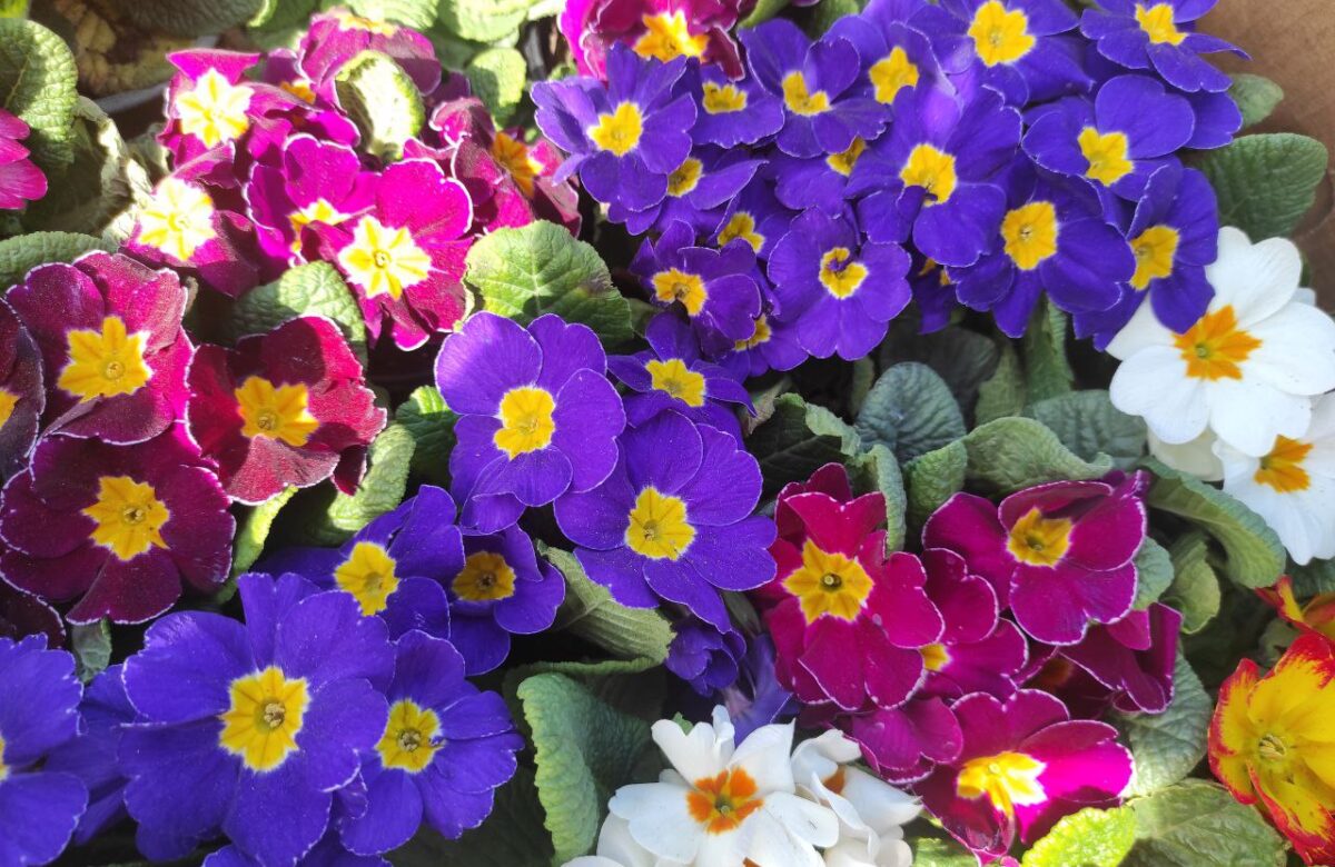 Скільки коштують весняні квіти на ринках Рівненщини напередодні 8 березня