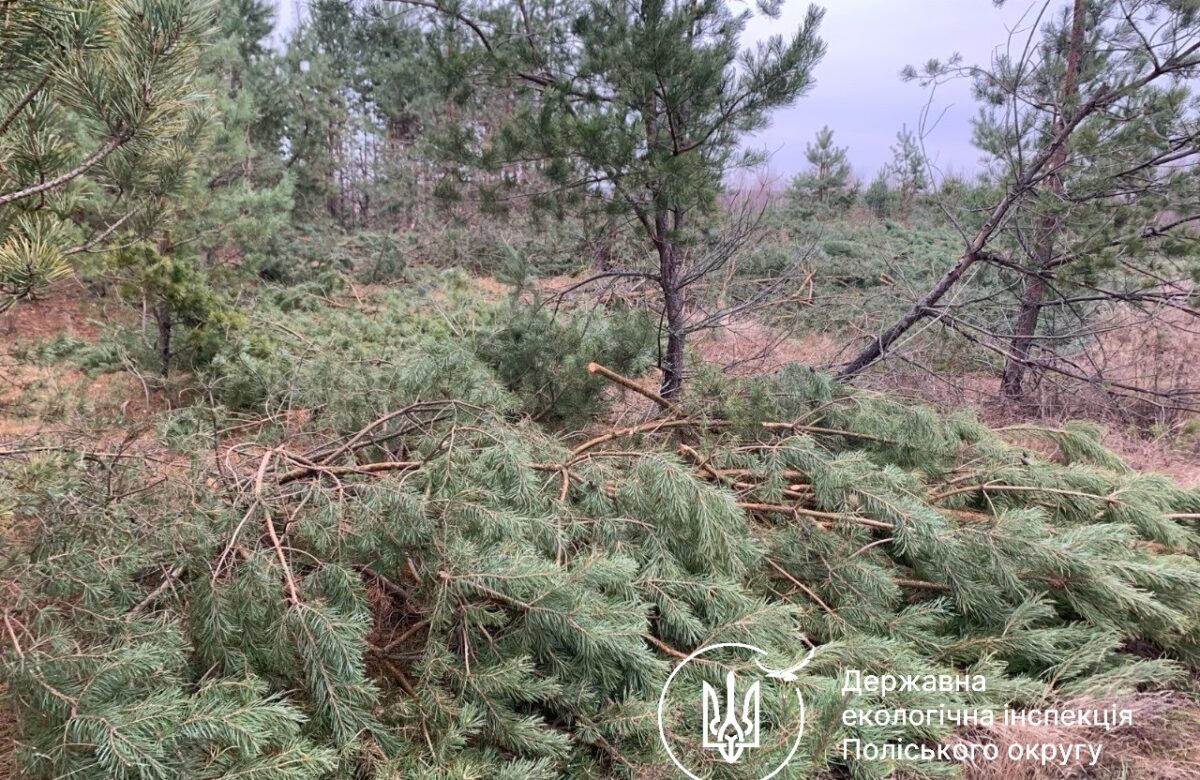 Громада на Рівненщині сплатить понад 150 тисяч гривень за незаконну рубку дерев