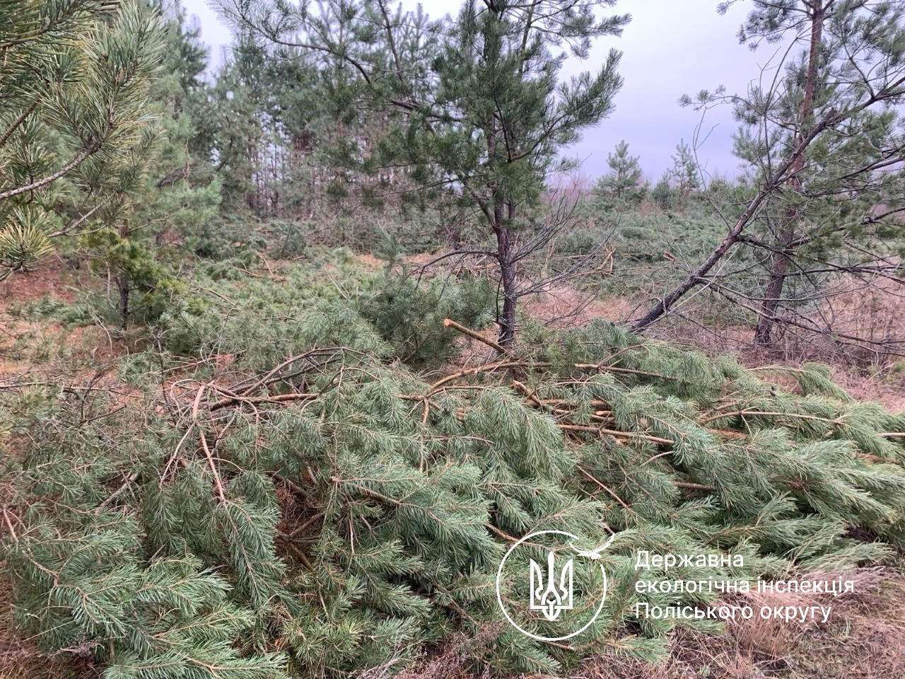 Громада на Рівненщині сплатить понад 150 тисяч гривень за незаконну рубку дерев 0000