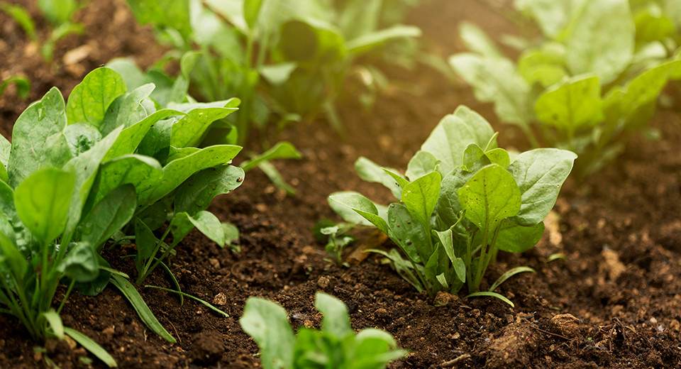 Які овочі та зелень можна посадити на городі у березні 0000