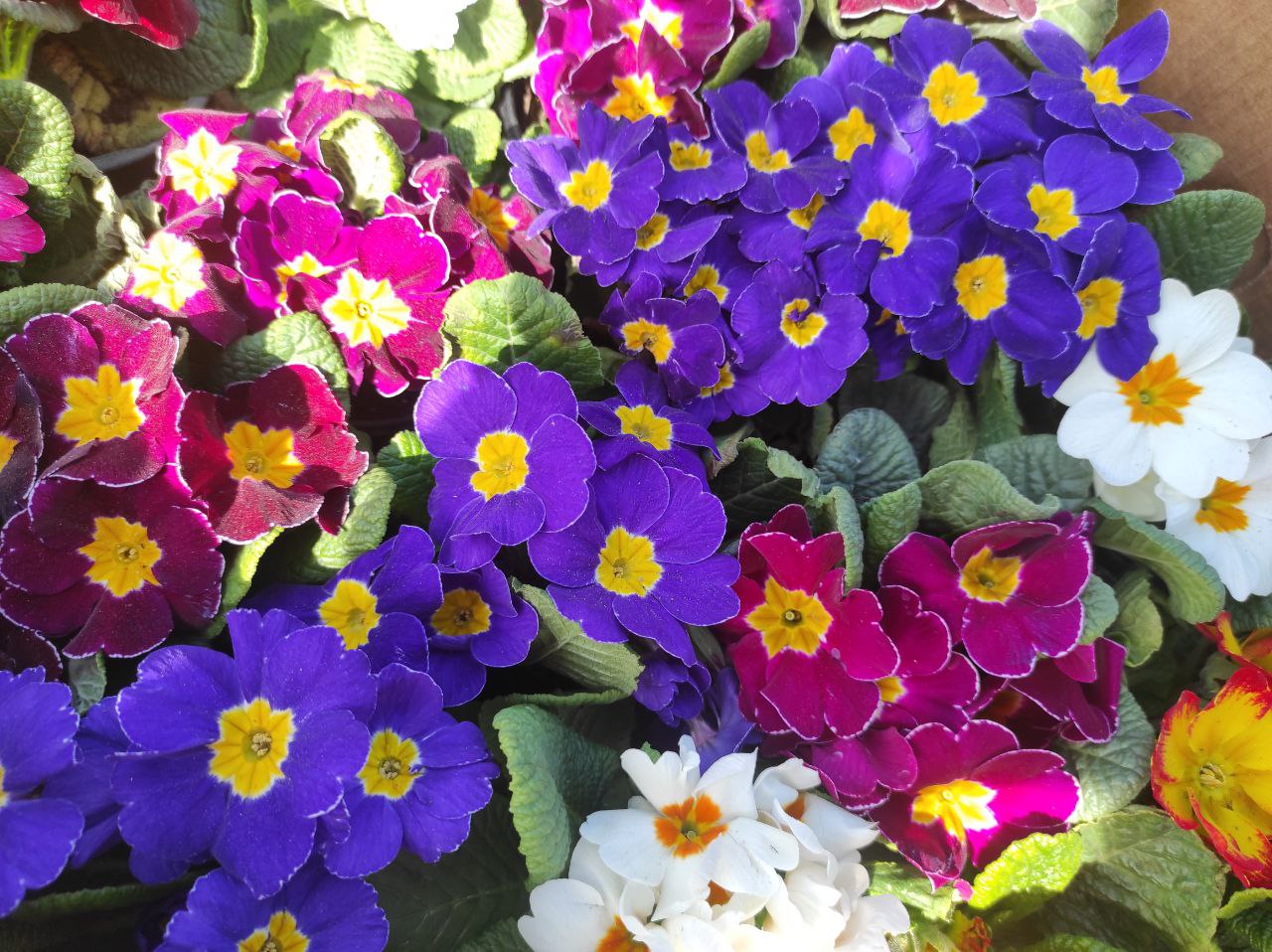 Скільки коштують весняні квіти на ринках Рівненщини напередодні 8 березня 0000