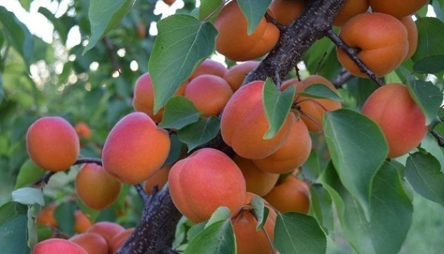 Надія є: садівник з Рівненщини розповів, чи буде врожай абрикосів