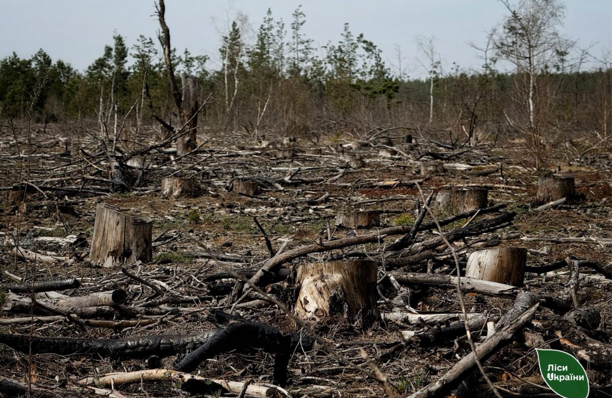 Майже 20 мільйонів витратять на відновлення скандально відомого лісу на Рівненщині