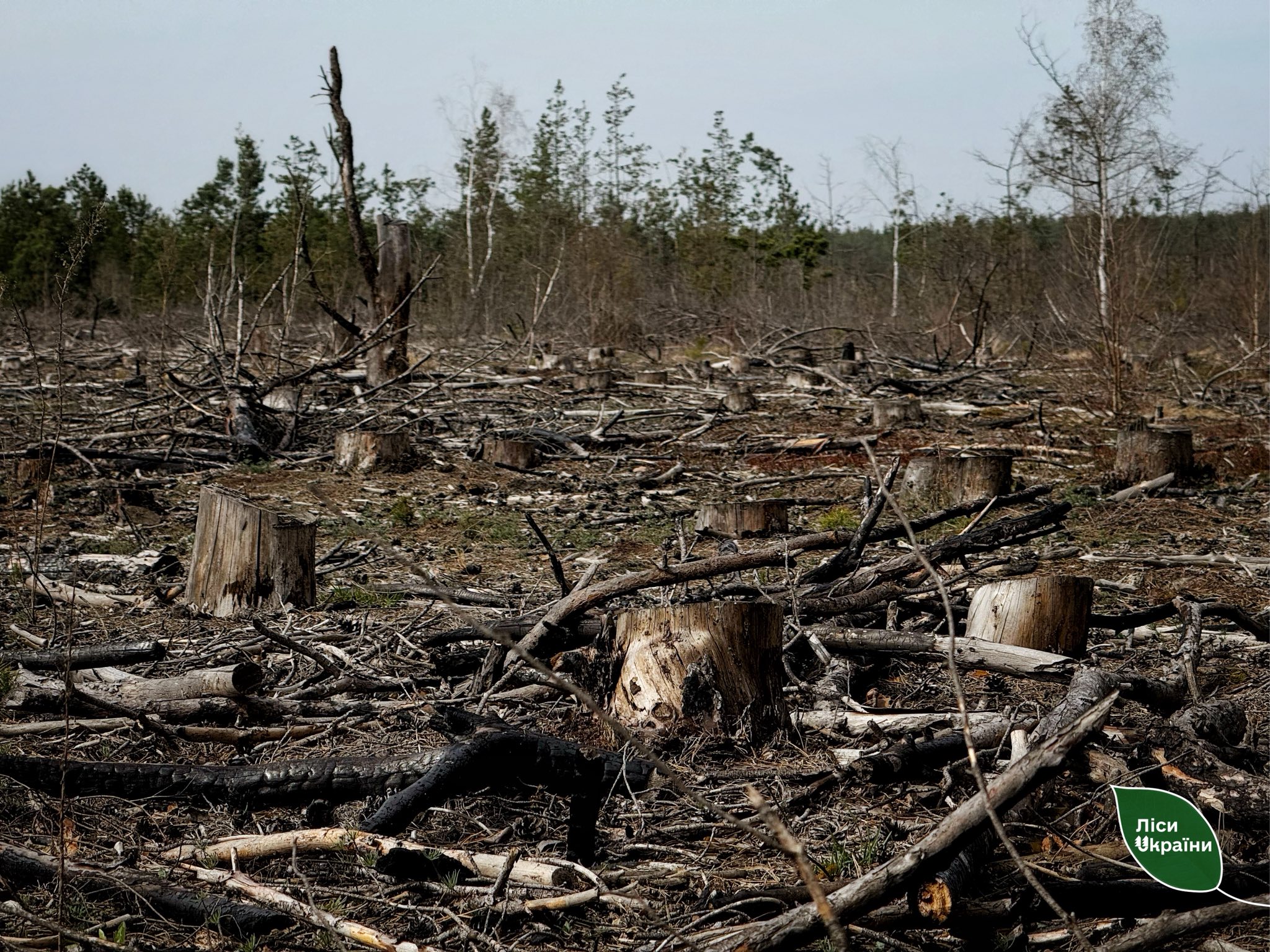 Майже 20 мільйонів витратять на відновлення скандально відомого лісу на Рівненщині 0000
