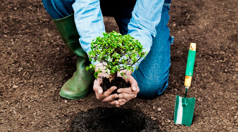 Поради для посадки плодових дерев навесні: як правильно вибрати та посадити саджанці