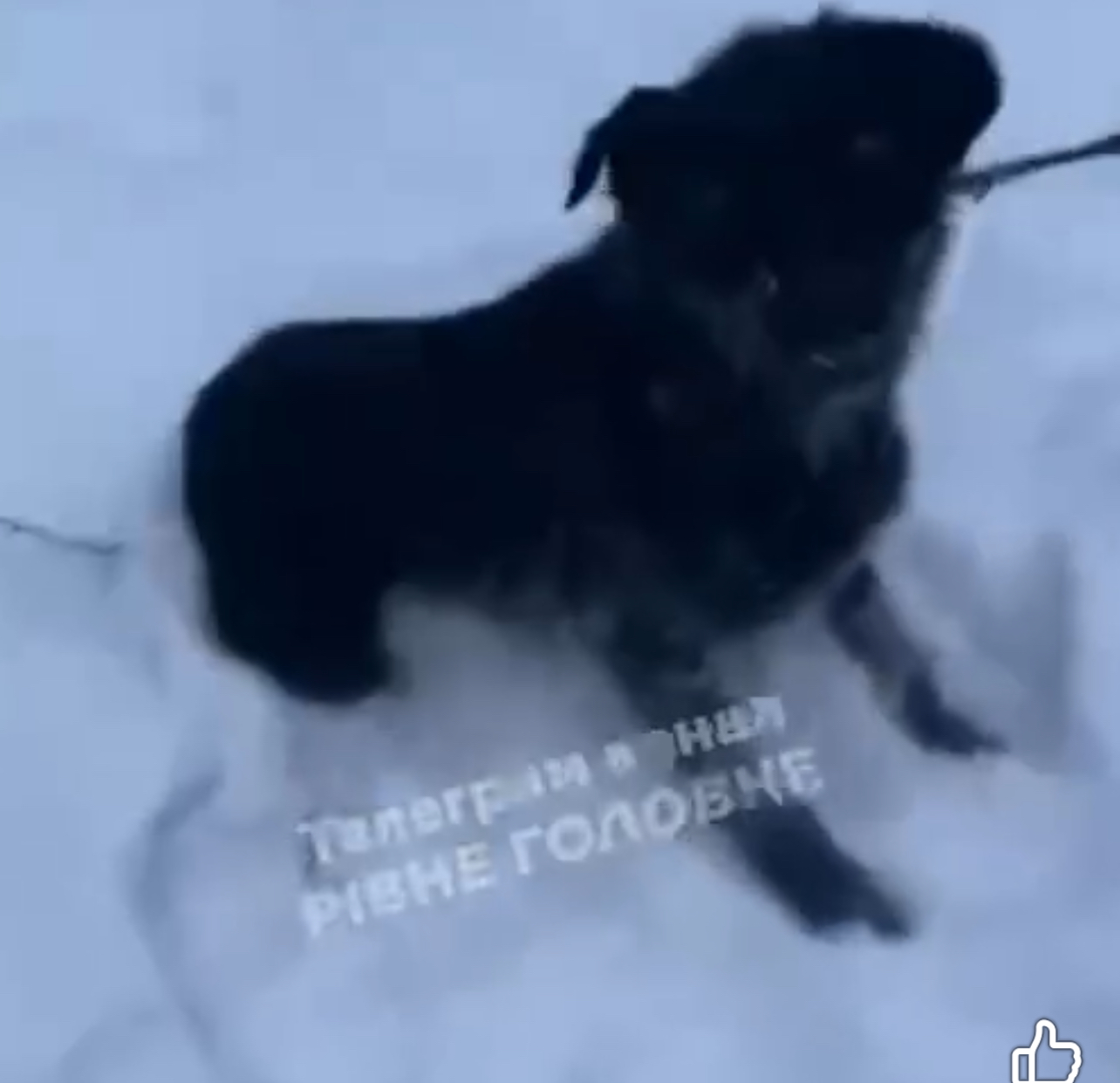 Чоловік що застрелив собаку на Рівненщині – сидить у тюрмі 0000