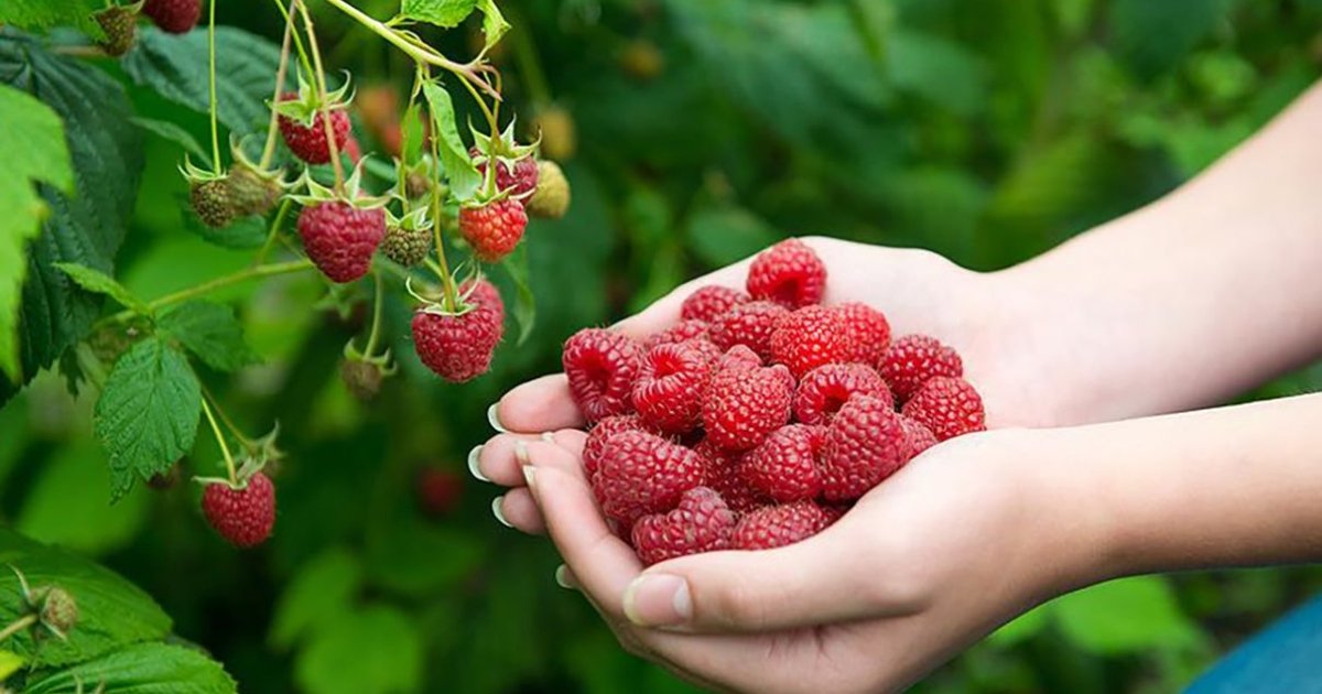 Весняне підживлення малини: як забезпечити рясний урожай