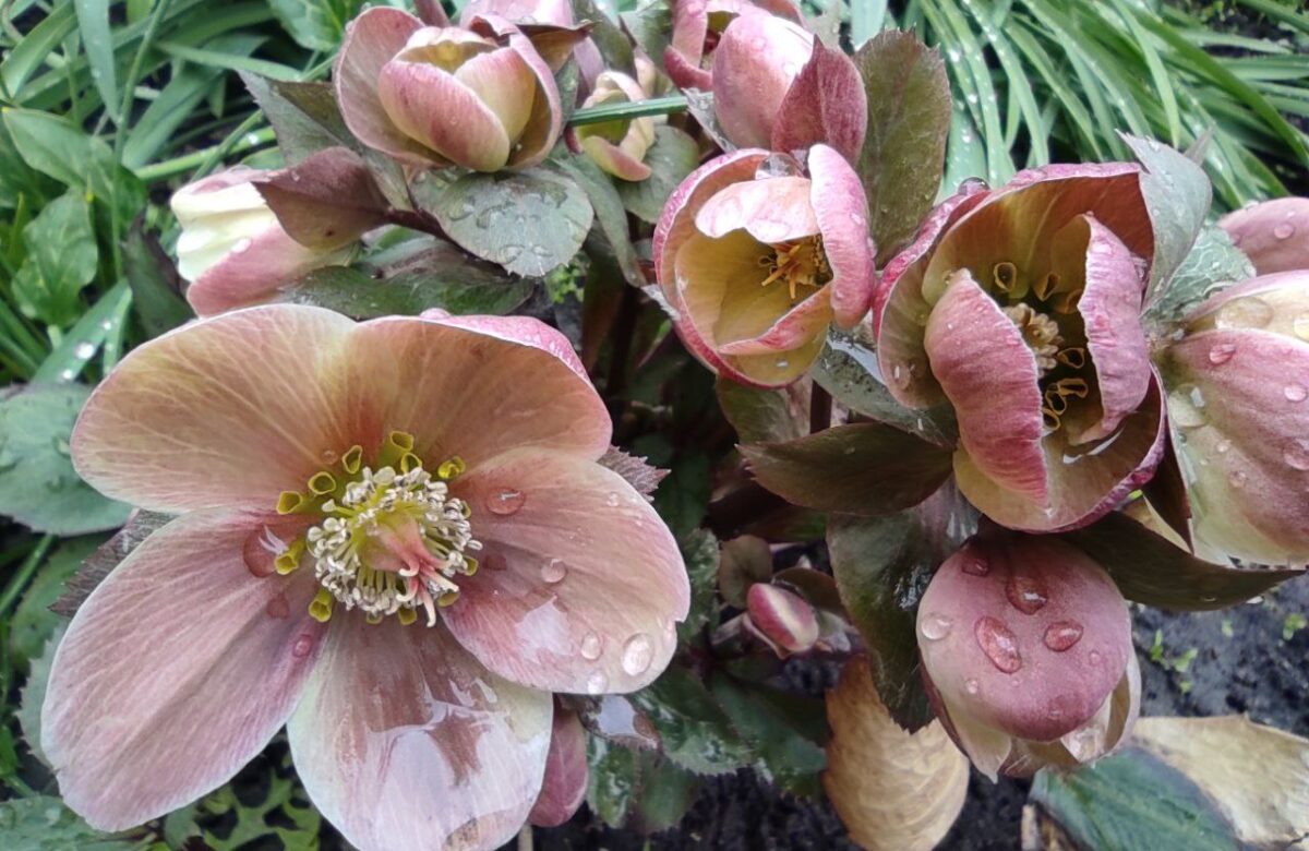 На Вербну неділю та Великдень на Рівненщині прогнозують тепло