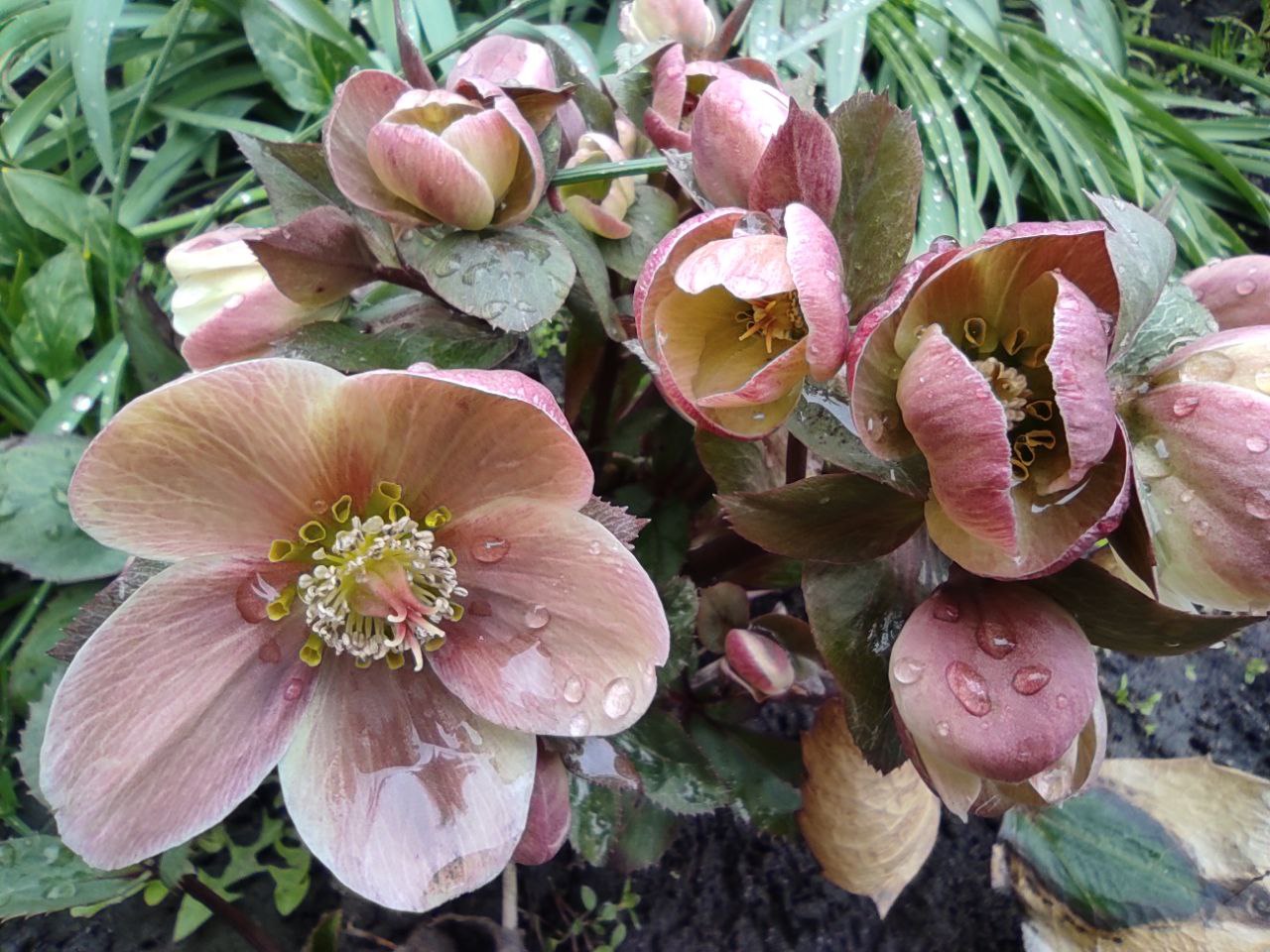 На Вербну неділю та Великдень на Рівненщині прогнозують тепло 0000