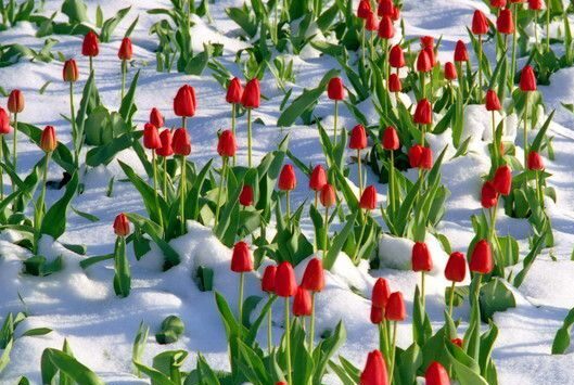 Погода на Рівненщині: якою буде зима у квітні?