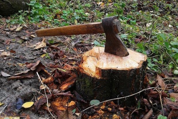Замість заробітку – суд: двоє чоловіків з Рівненщини відповідатимуть за вирубку сосен 0000