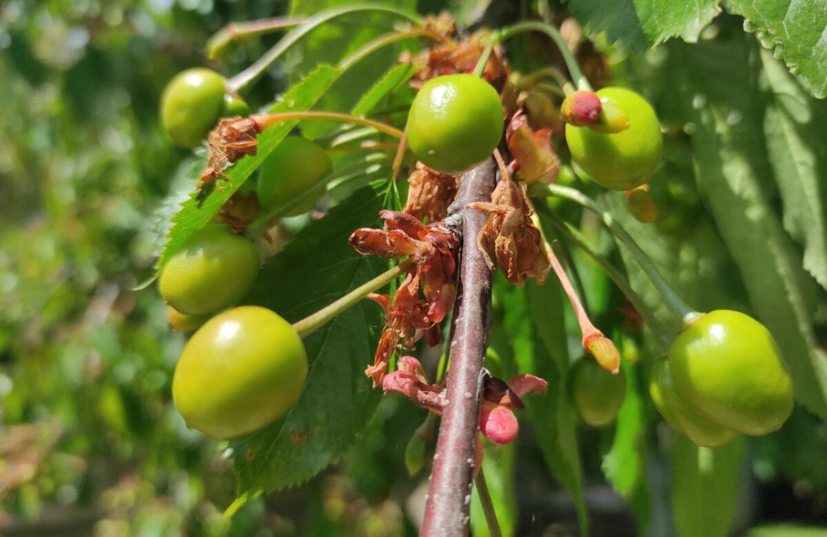 Чи буде черешня: досвідчений садівник з Рівненщини дав прогноз на врожай плодових дерев