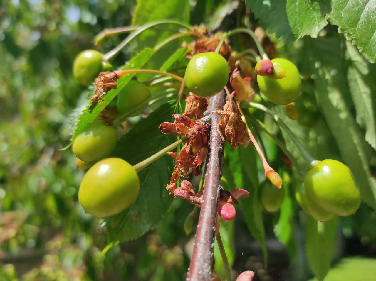 Чи буде черешня: досвідчений садівник з Рівненщини дав прогноз на врожай плодових дерев 0000